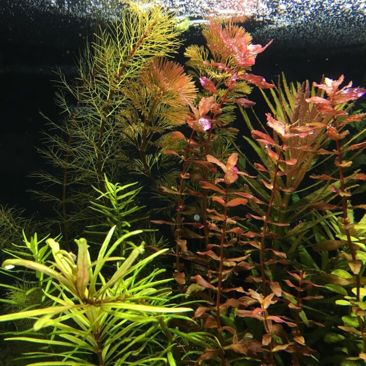 Foto de plantas aquaticas 68 - 69