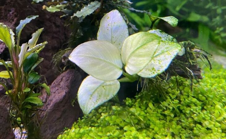 Foto de plantas aquaticas 72 - 73