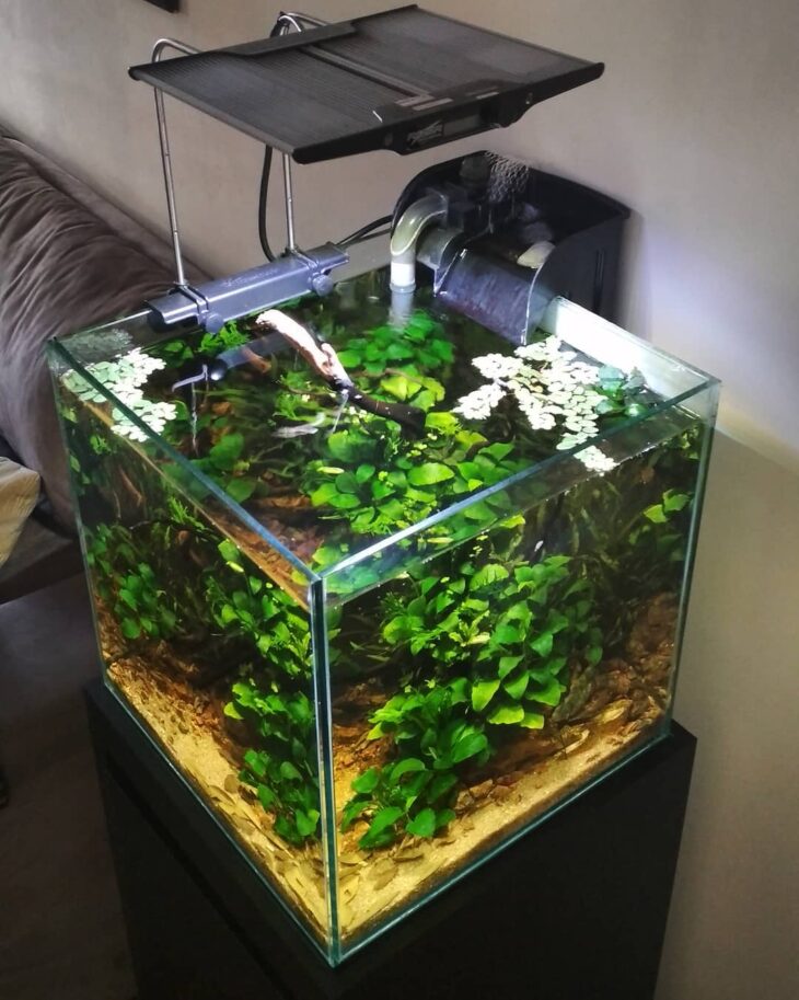 Foto de plantas aquaticas 73 - 74