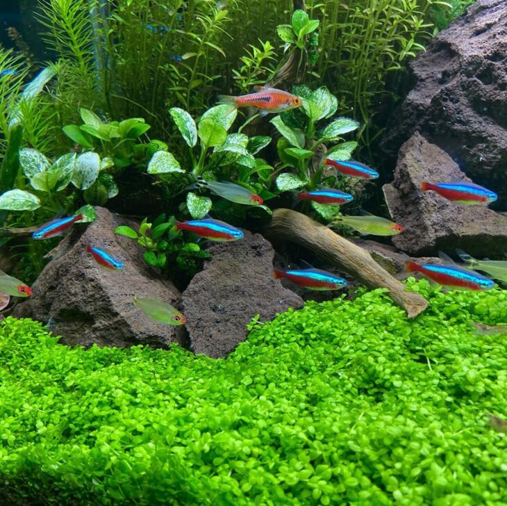 Foto de plantas aquaticas 74 - 75