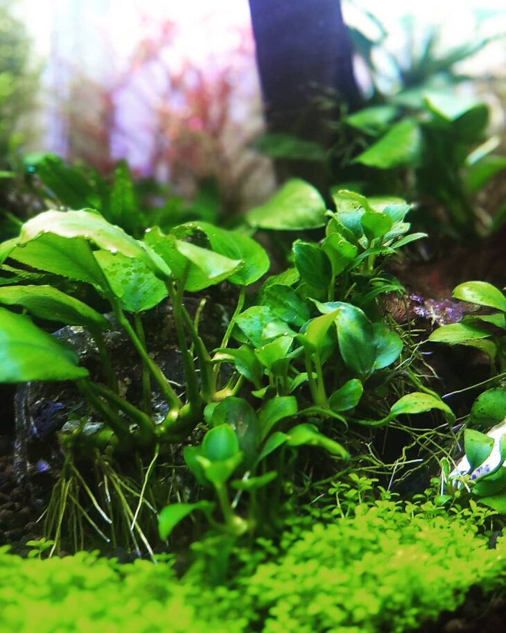 Foto de plantas aquaticas 75 - 76