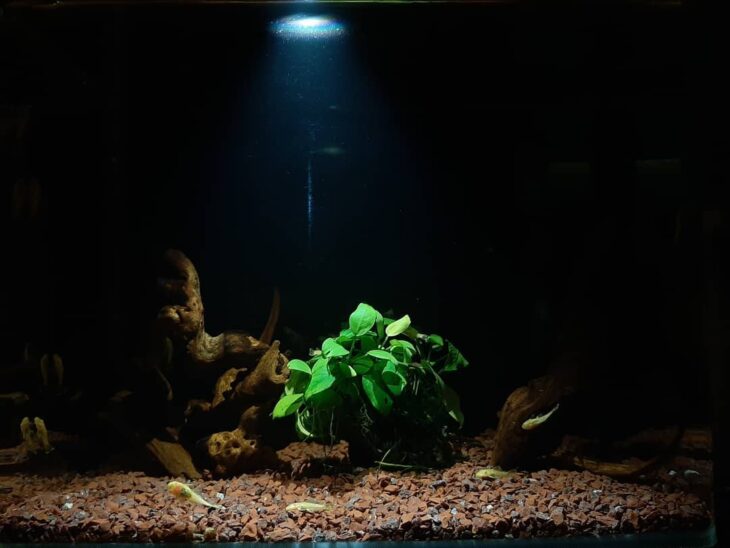 Foto de plantas aquaticas 76 - 77