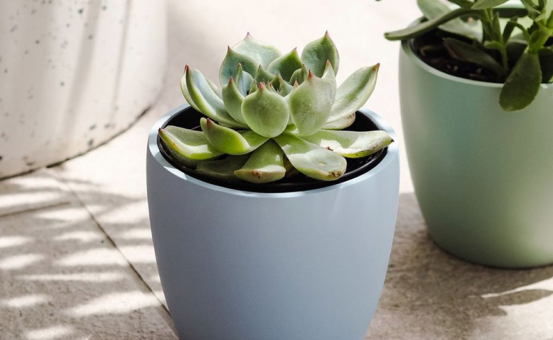 Foto de plantas para apartamento 1000 - 13