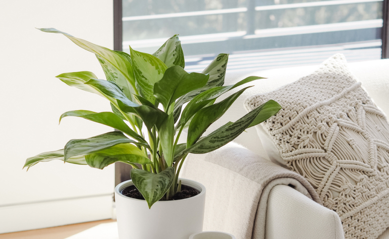 Foto de plantas para apartamento 700 - 10