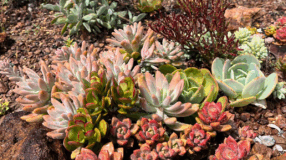 Foto de jardim de suculentas 00 - 3