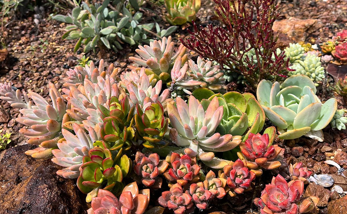 Jardim de suculentas: tutoriais e 80 ideias incríveis para inspirar