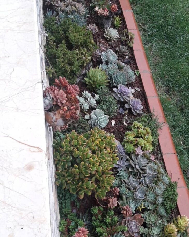 Foto de jardim de suculentas 6 - 9