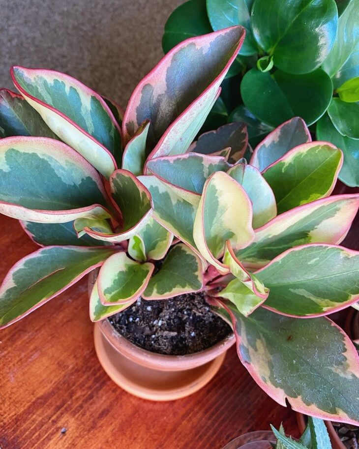 Foto de peperomia 12 - 16