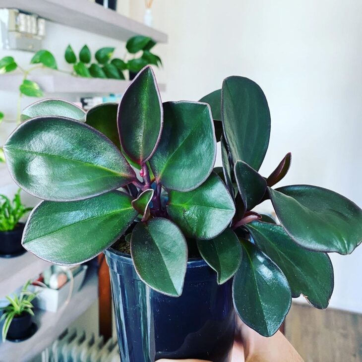 Foto de peperomia 2 - 6