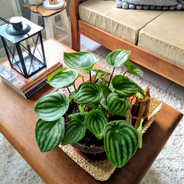 Foto de peperomia 3 - 7