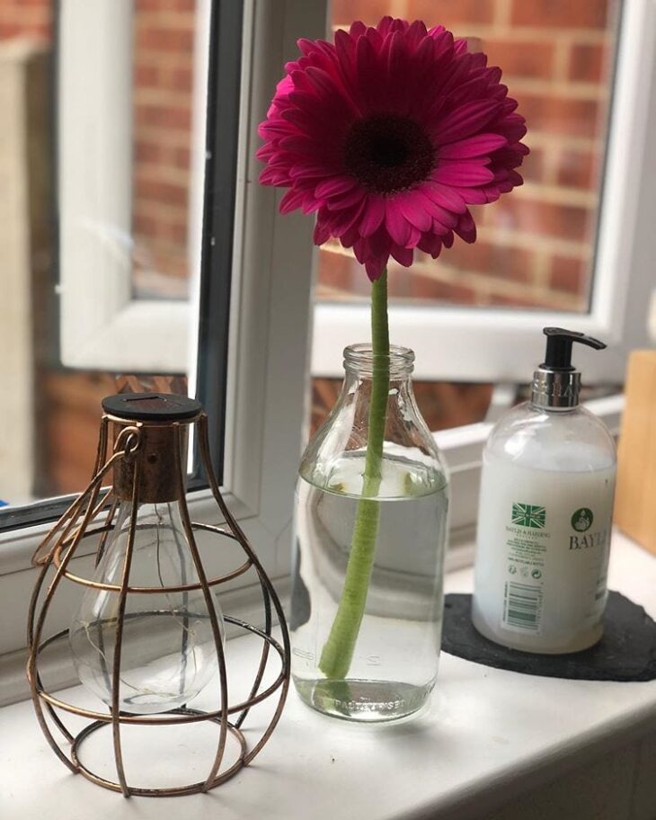 Foto de gerbera 15 - 18