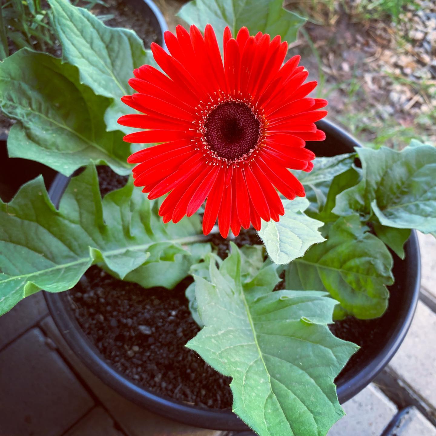 Foto de gerbera 28 - 31