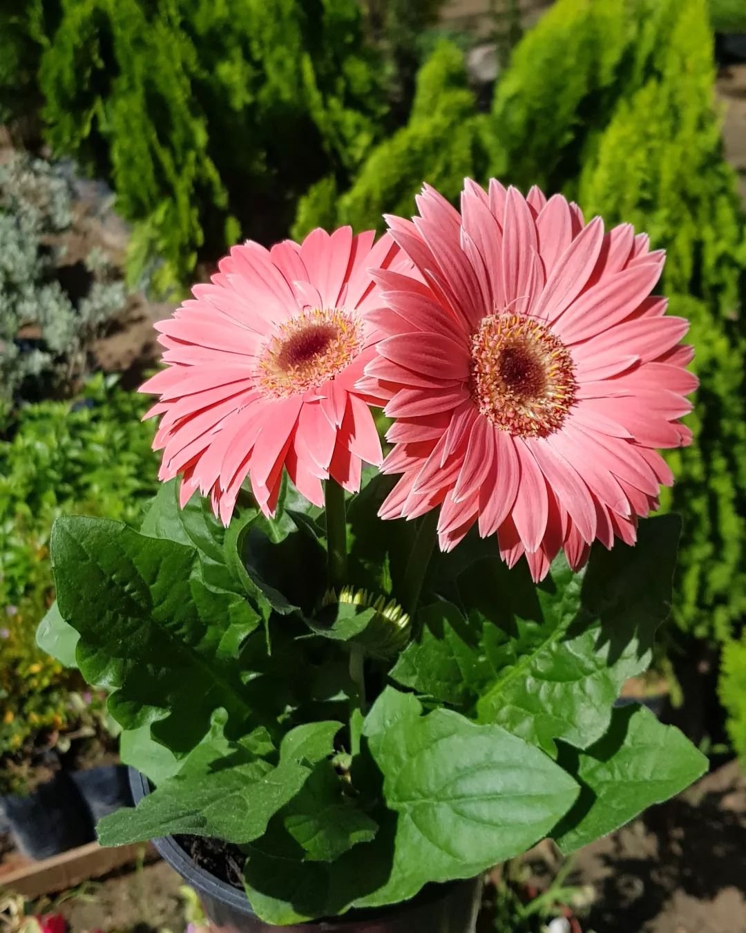 Foto de gerbera 30 - 31