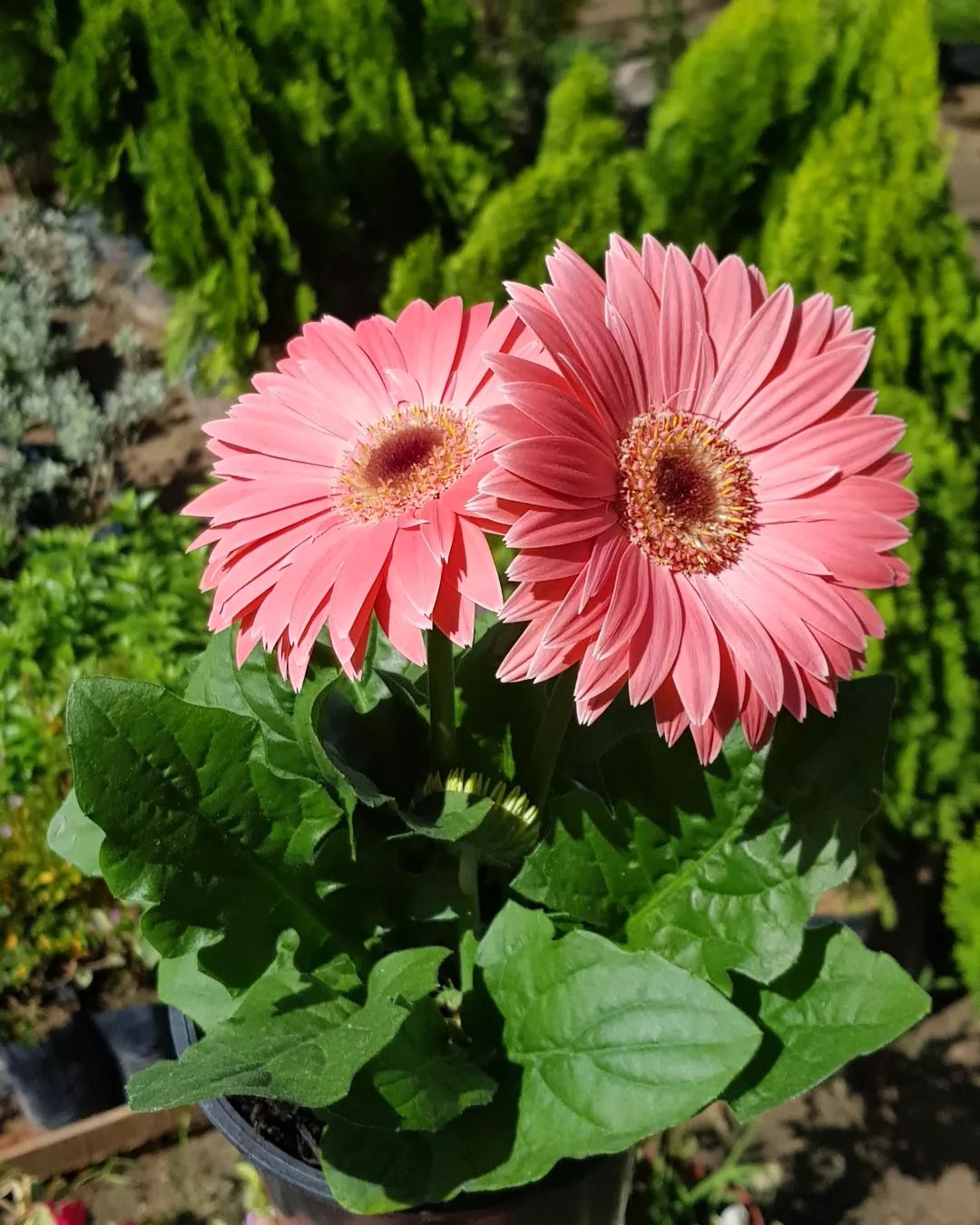 Foto de gerbera 30 - 33