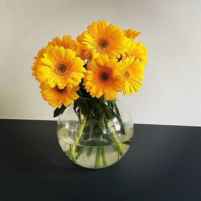 Foto de gerbera 8 - 11