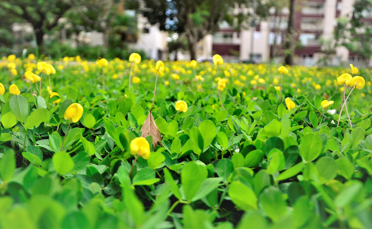 Grama-amendoim: 20 ideias para decorar a área externa e como cuidar