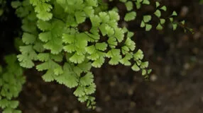 Foto de avenca 00 1 - 2