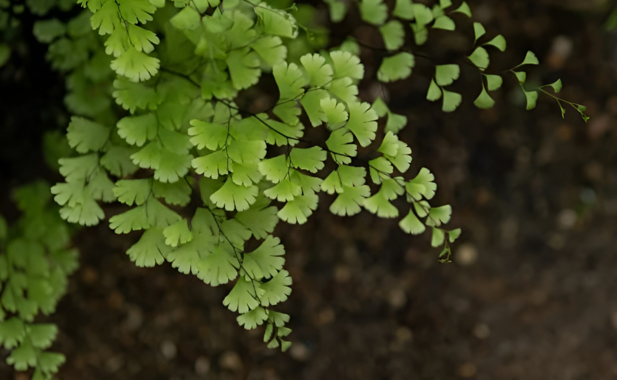 Avenca: tudo sobre essa planta cheia de utilidades