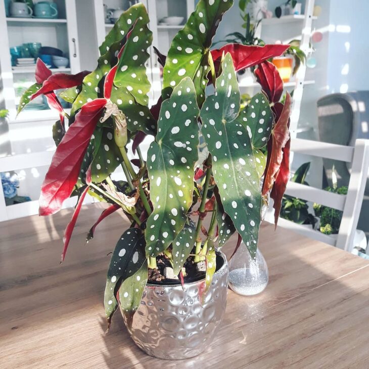 Foto de begonia maculata 12 - 7