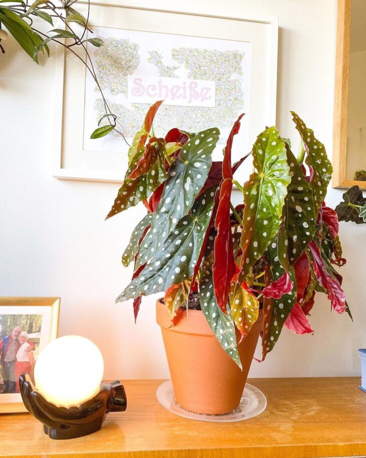 Foto de begonia maculata 26 - 30