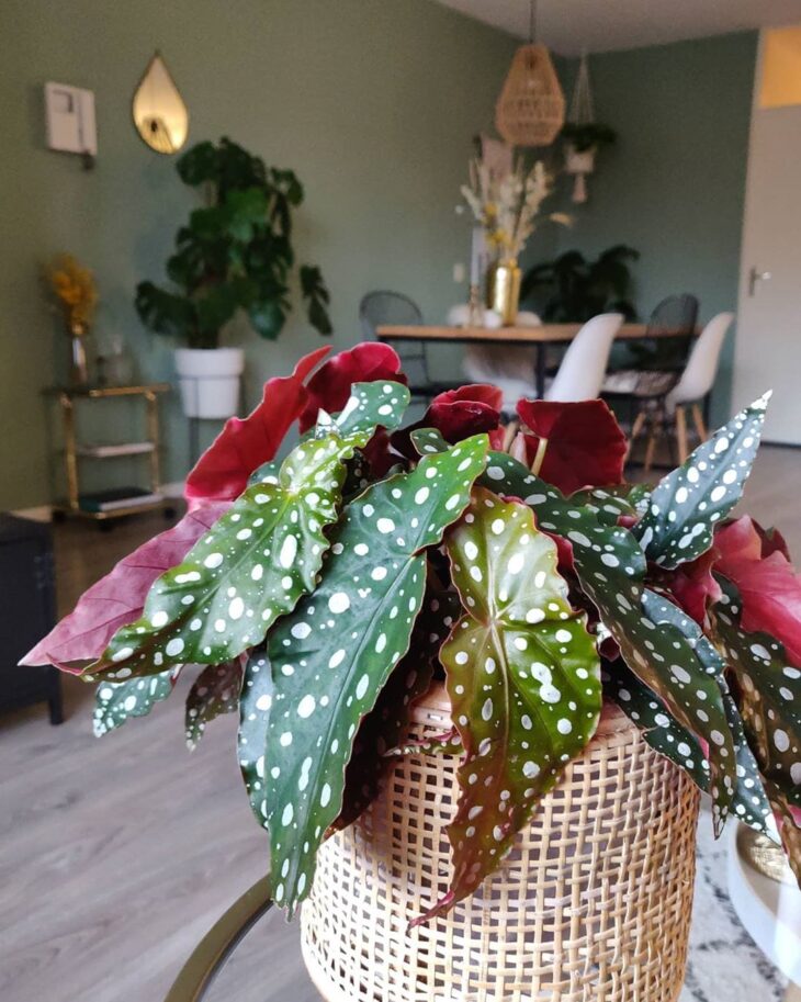 Foto de begonia maculata 30 - 34