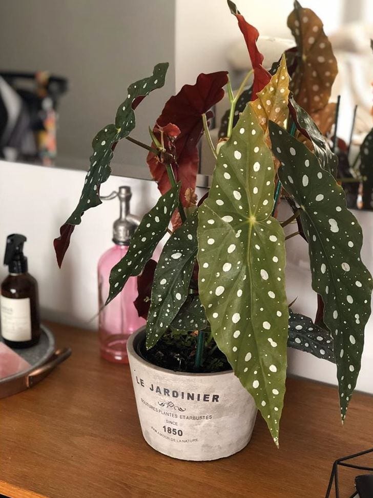 Foto de begonia maculata 9 - 21