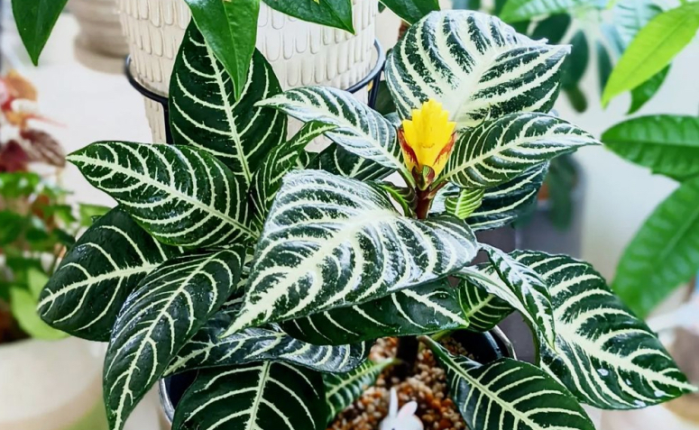 Foto de plantas que absorvem energias negativas 22 - 25