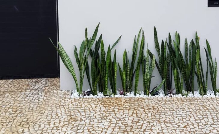 Foto de plantas que absorvem energias negativas 3 - 3