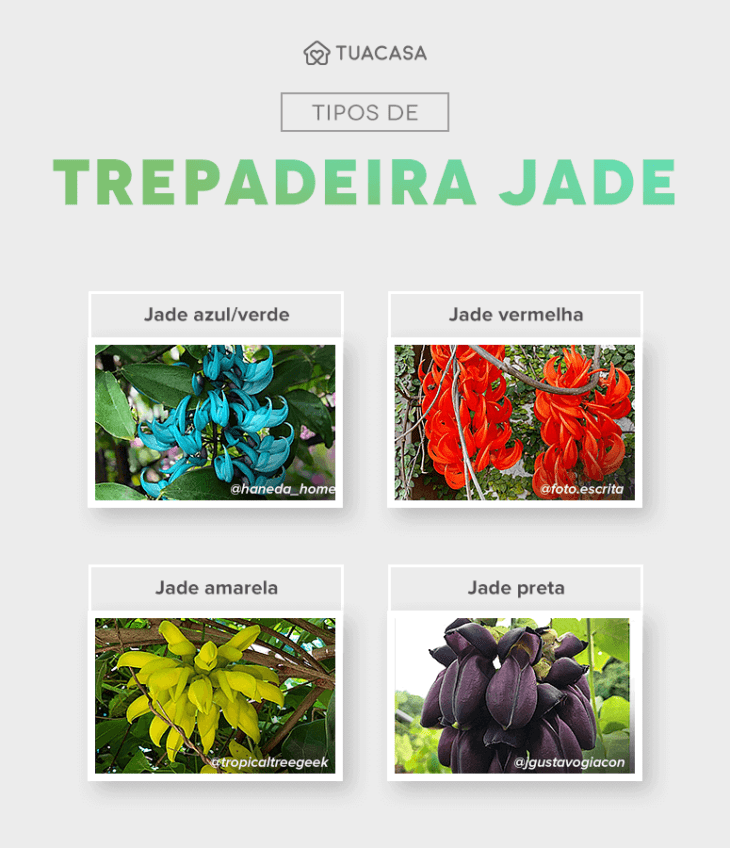 Foto de trepadeira jade 23 - 4