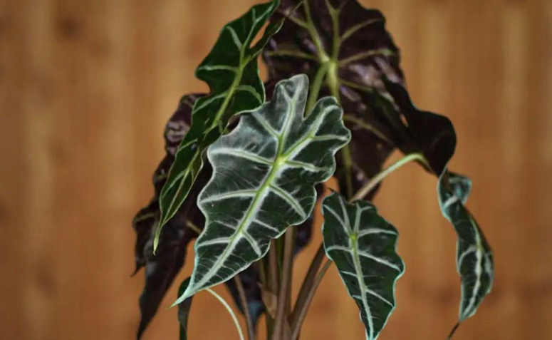 Foto de alocasia 001 - 1