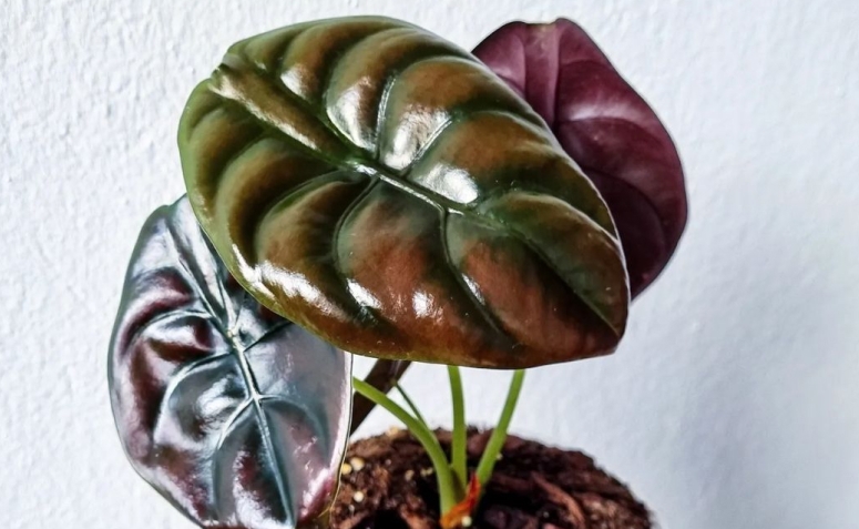 Foto de alocasia 002 - 7