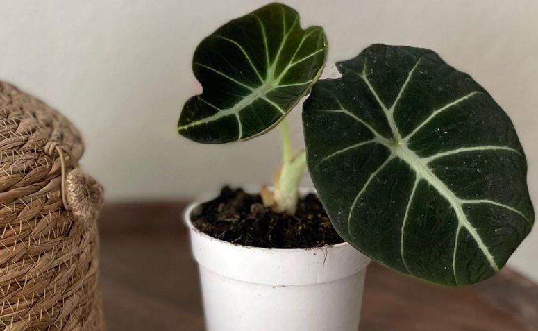 Foto de alocasia 006 - 5