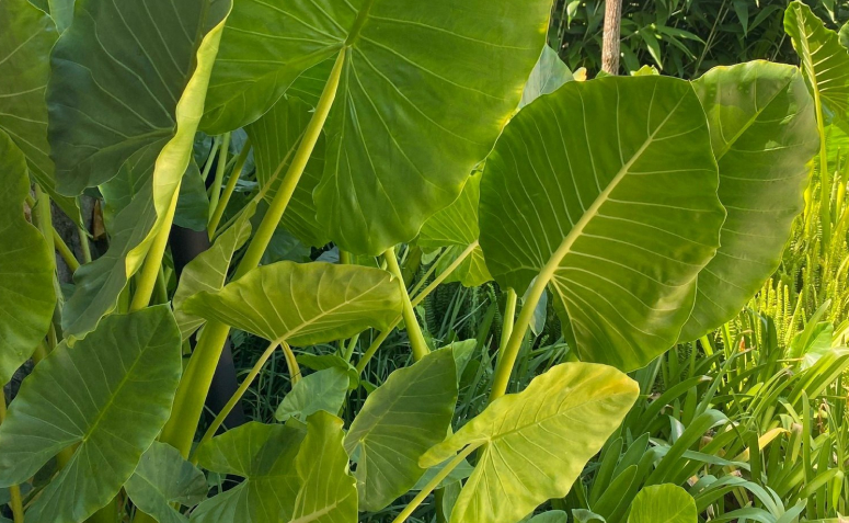 Foto de alocasia 007 - 8