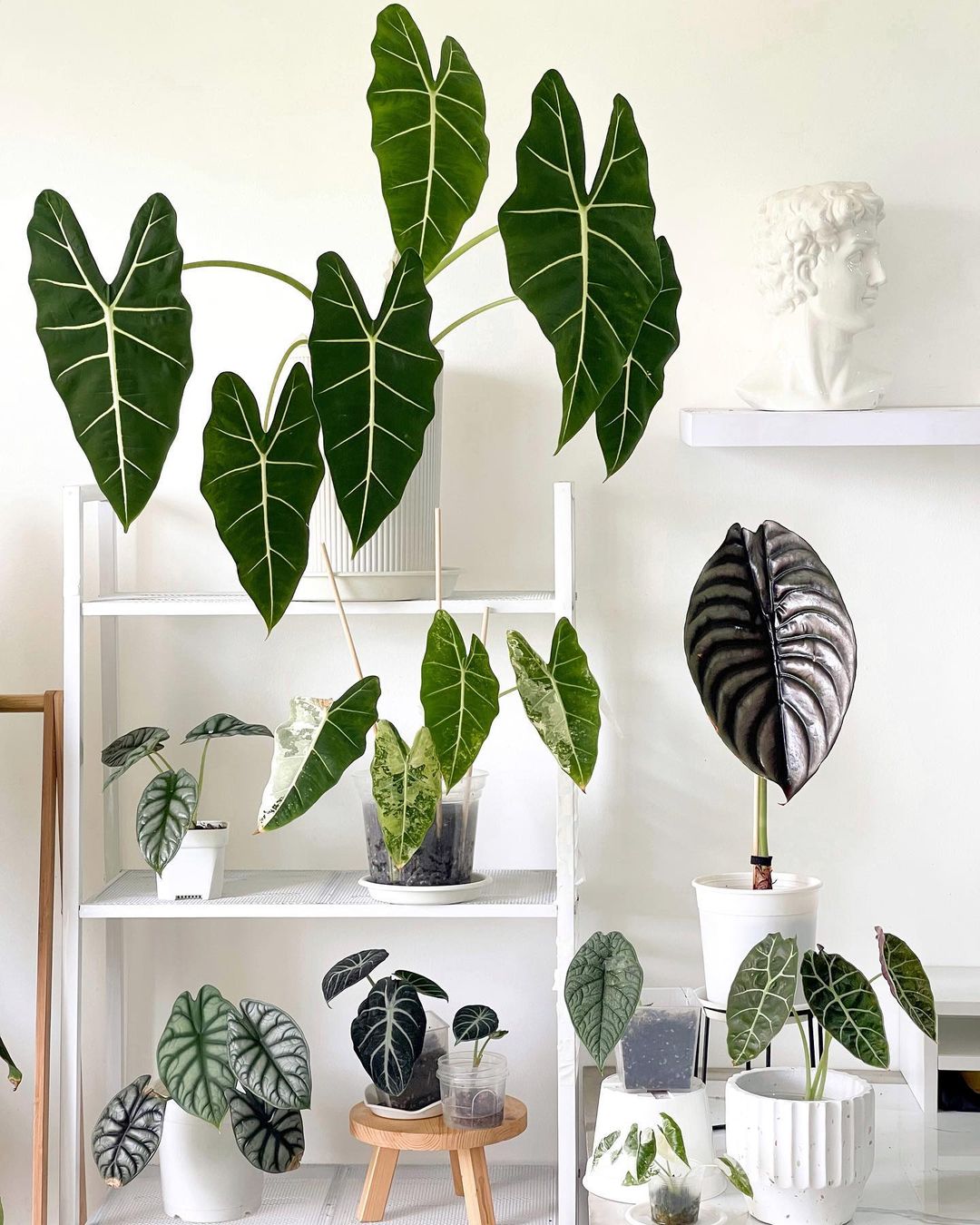 Foto de alocasia 10 - 20