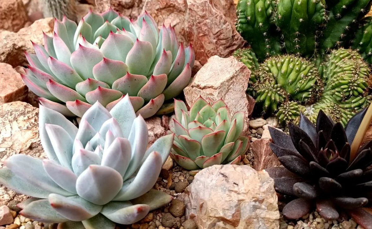 Echeveria: tipos, como cuidar e 50 formas de usá-la em sua decoração