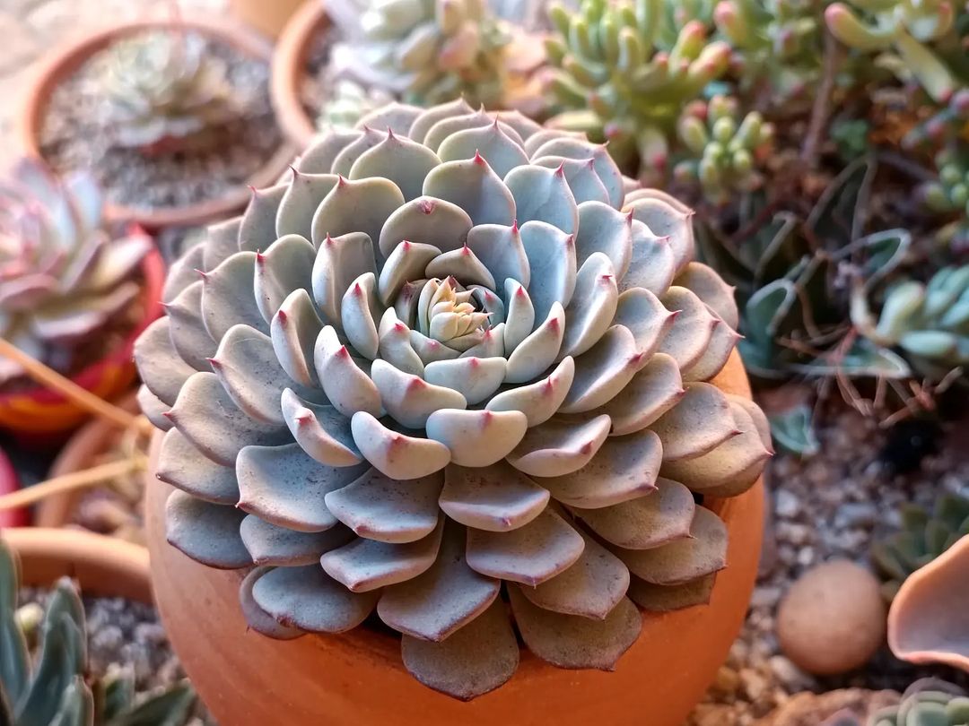 Foto de echeveria 049 - 53