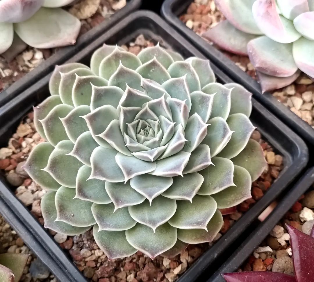 Foto de echeveria 050 - 54