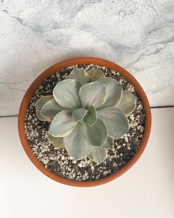 Foto de echeveria 1 - 5