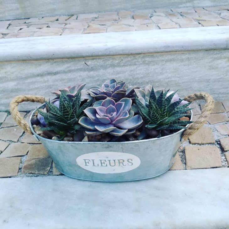 Foto de echeveria 10 - 14