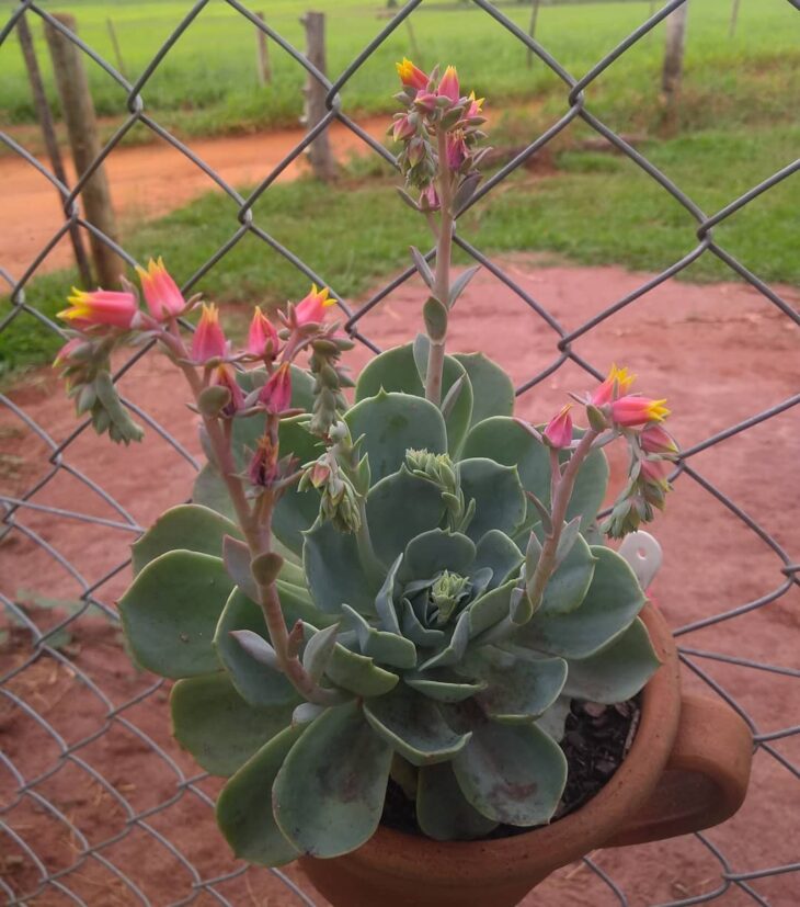 Foto de echeveria 15 - 19