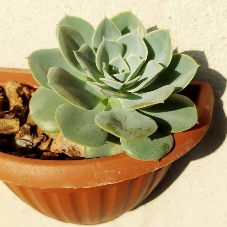 Foto de echeveria 17 - 20