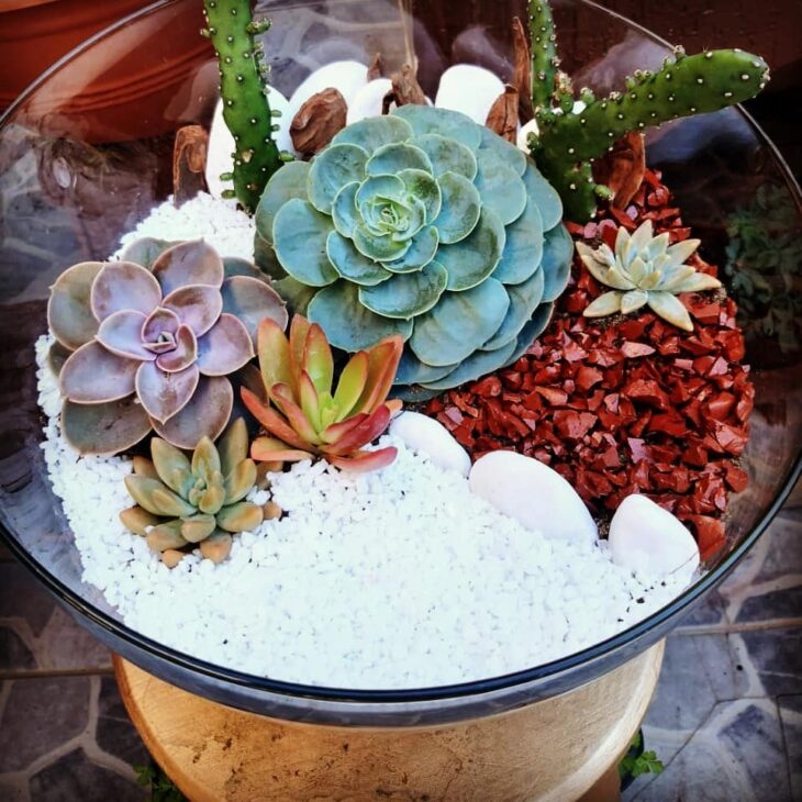 Foto de echeveria 18 - 21