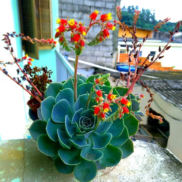 Foto de echeveria 24 - 27