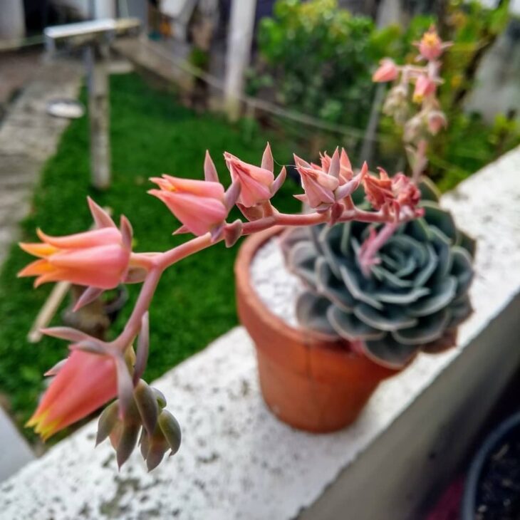 Foto de echeveria 25 - 28