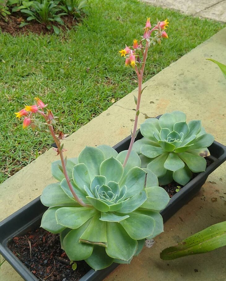 Foto de echeveria 26 - 29