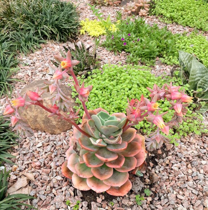 Foto de echeveria 27 - 30