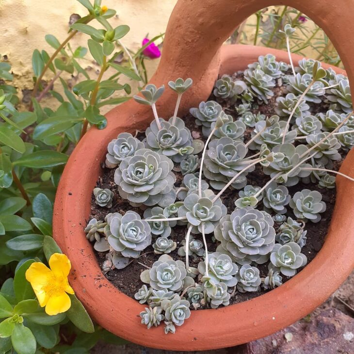 Foto de echeveria 29 - 32