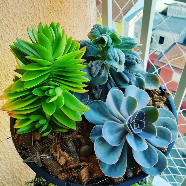 Foto de echeveria 30 - 33