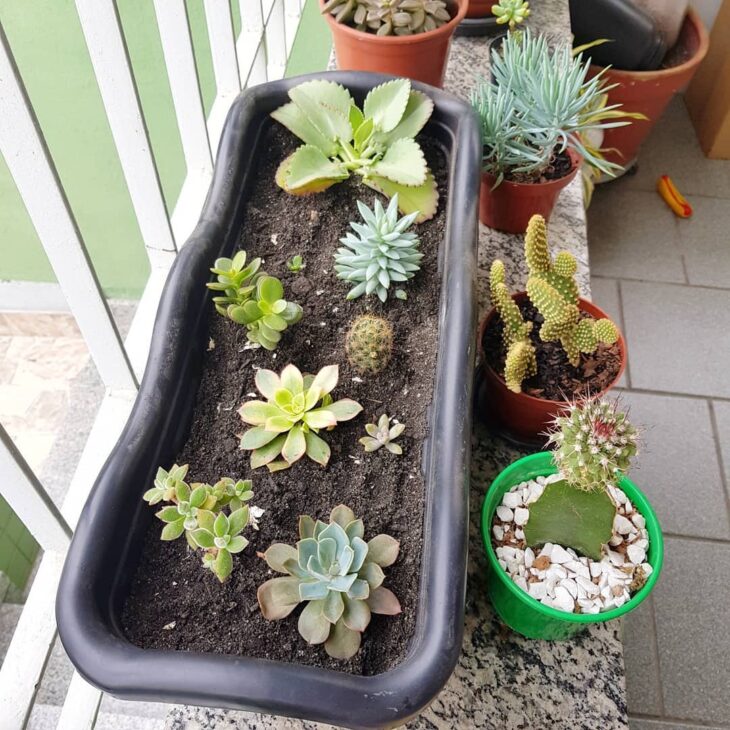 Foto de echeveria 32 - 35