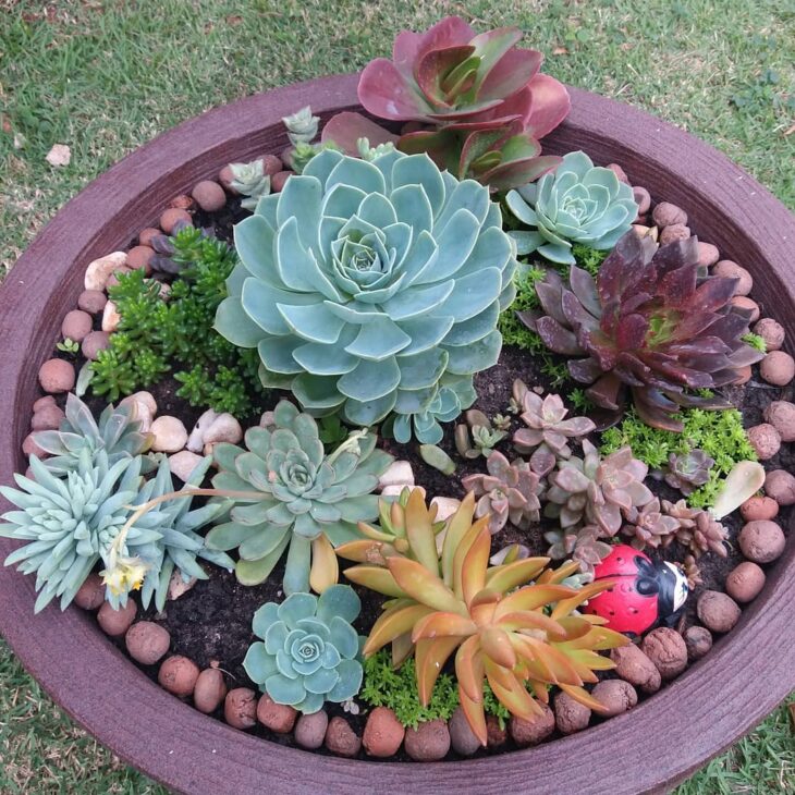 Foto de echeveria 33 - 36